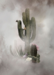 Digital collage of a group of cactuses.