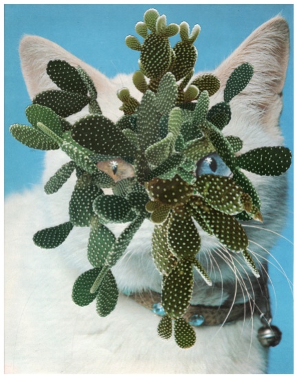 Collage of a cat and a plant.